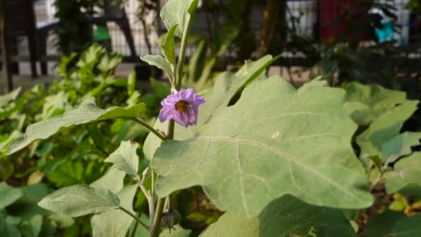 Close Shot Home Grown Brinjal Plant Flowers Leaves Buds Commonly — Video