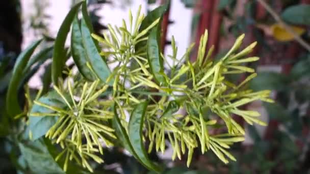 Djeruk Limau Plant Leaves Buds Flowers Stem Indian Garden Almost — Stok Video
