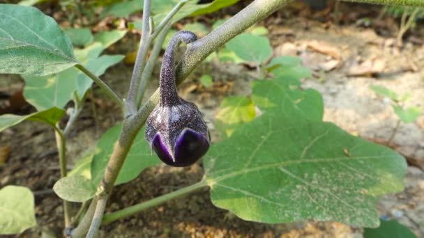 Close Shot Home Grown Brinjal Commonly Know Eggplant Organic Farm — Video