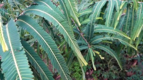 Eine Nahaufnahme Der Indischen Stachelbeere Phyllanthus Emblica Pflanzt Blätter Einem — Stockvideo