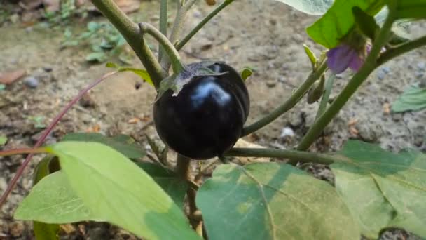 Close Shot Home Grown Brinjal Commonly Know Eggplant Organic Farm — Video Stock