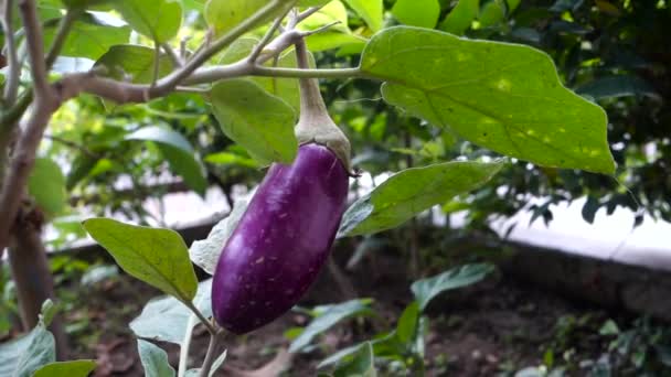 Close Shot Home Grown Brinjal Commonly Know Eggplant Organic Farm — Stockvideo