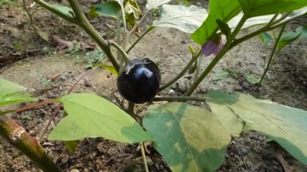 Close Shot Home Grown Brinjal Commonly Know Eggplant Organic Farm — Stok video