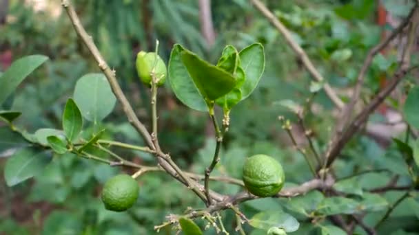 Djeruk Limau Umumnya Dikenal Sebagai Jeruk Atau Lemon Tergantung Pohon — Stok Video