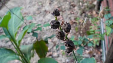 Flower 'ın yakın plan fotoğrafı, Canna indica' nın tohumları ve yaprakları, Maya gıda bitkisi, Hint bahçesindeki tıbbi bitki..