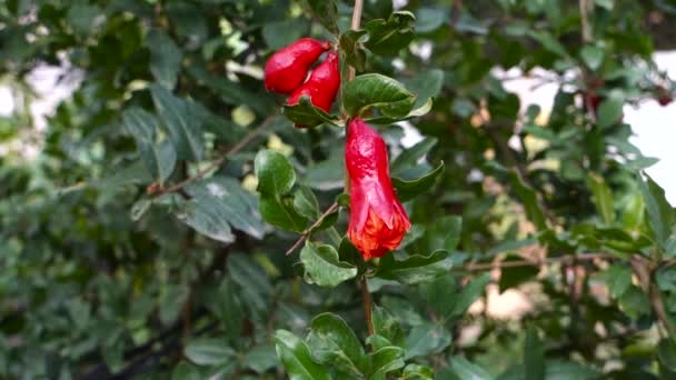 Closeup Shot Organically Grown Red Pomegranate Plant Red Flowers Starting — Stock Video