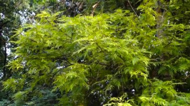 Grevillea robusta, genellikle güney ipek meşesi, ipek meşesi, gümüş meşe veya Avustralya gümüş meşesi olarak bilinir, Proteaceae familyasından bir çiçektir..