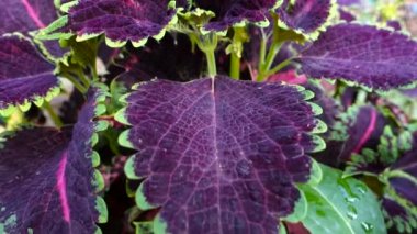 Coleus scutellarioides, kedigiller (Lamiaceae) familyasından Lamiaceae familyasına ait bir bitki türü..