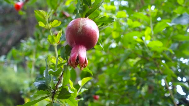 Closeup Shot Organically Grown Red Pomegranate Hanging Indian Garden — Stock Video