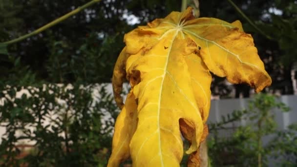 Une Feuille Papaye Séchée Sur Point Tomber Arbre Une Feuille — Video