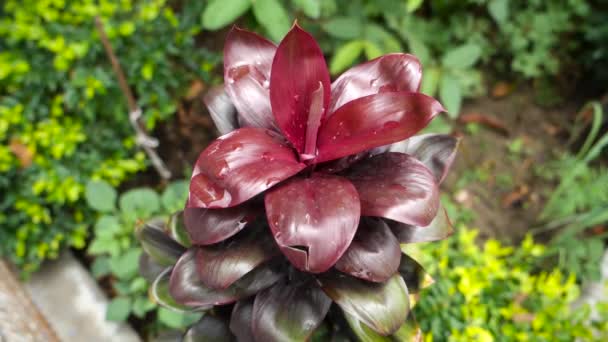 Bir Dracaena Hint Ambarında Çiçek Saksısı Kokar Dekoratif Bitki — Stok video