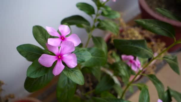 Madagascar Periwinkle Flower Catharanthus Roseus Commonly Known Bright Eyes Species — Vídeo de Stock