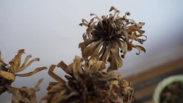 Primer Plano Flores Secas Muertas Una Maceta Balcón Dehradun Uttarakhand — Vídeos de Stock