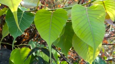 Kutsal incir ağacının yakın çekimi, Ficus religiosa yaprağı. Bodhi ağacı, pippala ağacı, peepul ağacı, peepal ağacı, pipal ağacı veya ashvattha ağacı olarak da bilinir..,