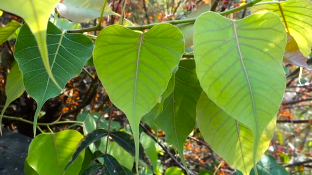 Close Shot Sacred Fig Ficus Religiosa Leaf Also Known Bodhi — Video