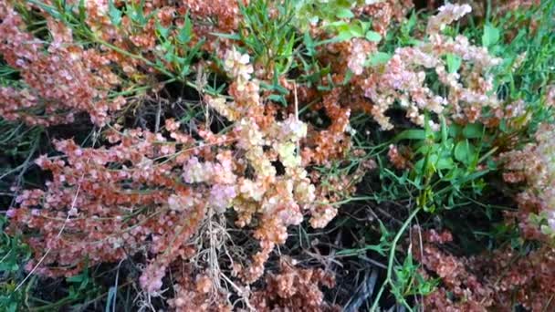 Hermosa Hortensia Silvestre Multicolor Que Florece Generalmente Encuentra Bosques Mesicos — Vídeos de Stock