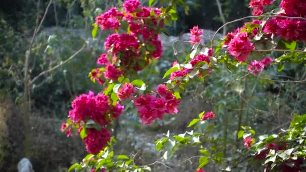 Zbliżenie Strzał Różowy Bougainvillea Roślina Winorośl Kwiaty Liście Dehradun Uttarakhand — Wideo stockowe