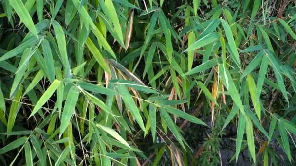 Bambusblätter Bambusa Tulda Oder Indischer Holzbambus Wird Als Eine Der — Stockvideo