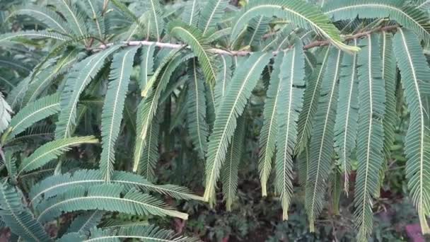 Eine Nahaufnahme Der Indischen Stachelbeere Phyllanthus Emblica Pflanzt Blätter Einem — Stockvideo