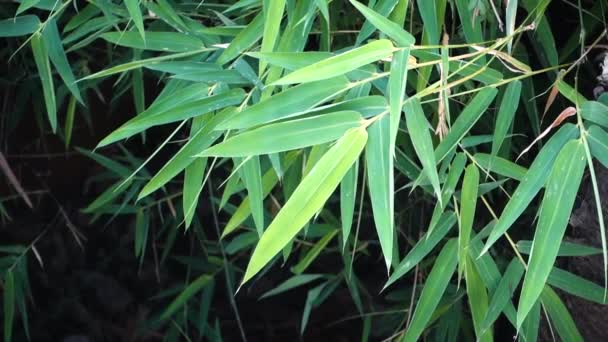 Hojas Bambú Tulda Bambú Bambú Madera India Considera Una Las — Vídeos de Stock