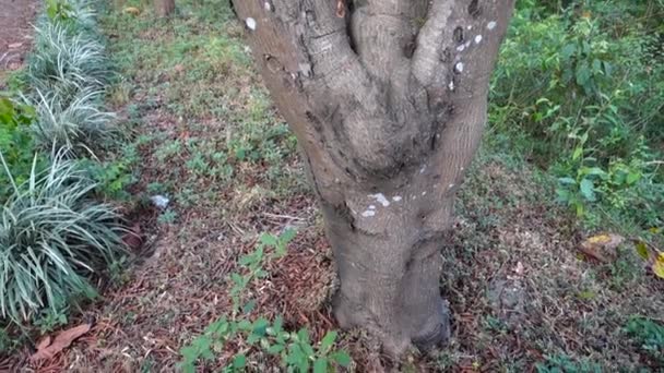 가지치기로 상처가 나무를 치료하는 모습을 가까이 것입니다 우타라칸드 — 비디오