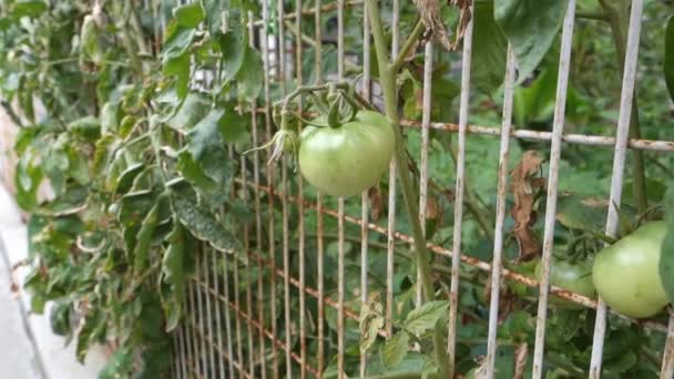 Closeup Shot Raw Green Cherry Tomatoes Hanging Organic Farm India — 비디오