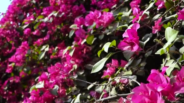 Closeup Shot Pink Bougainvillea Plant Vine Flowers Leaves Dehradun Uttarakhand — Stock Video