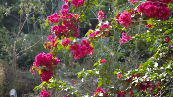 Närbild Bild Pink Bougainvillea Plantera Vinstockar Blommor Och Blad Dehradun — Stockvideo