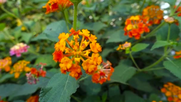 A Lantana camara virága és magvai, a közönséges lantana az amerikai trópusokon őshonos Verbenaceae családba tartozó virágzó növény. India
