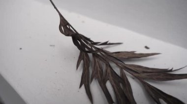 An isolated dried fallen southern silky oak leaf with a white background Grevillea robusta also know as Australian silver oak.