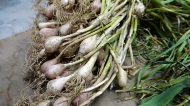 Yakın çekim çiğ sarımsak ve yapraklar. Kuzey Hindistan 'da organik sarımsak yetişiyor..