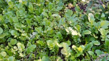 Radish, Raphanus sativus plantation in an organic Indian garden. Green leafy vegetable harvest .