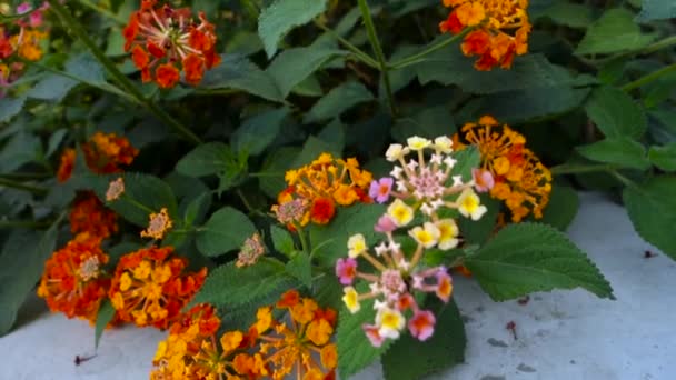 Lantana Camaraの花と種子 一般的なLantanaは アメリカの熱帯原産のVerbenaceae科の開花植物の種です インド — ストック動画