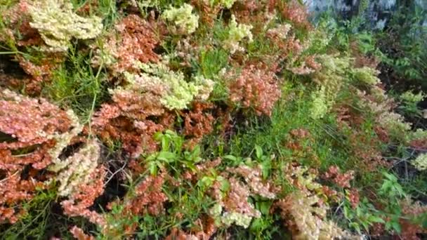 Hermosa Hortensia Silvestre Multicolor Que Florece Generalmente Encuentra Bosques Mesicos — Vídeos de Stock