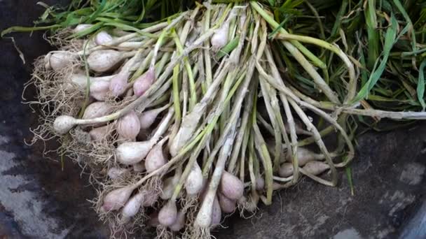 カバーと葉で生のニンニクのクローズアップショット 北インドで有機栽培のニンニク — ストック動画