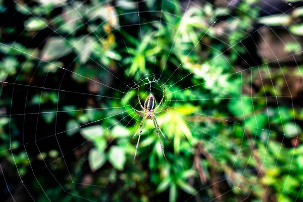 Mabel Orchard Orb Weaver Leucauge Argyra Spider Sitting Center Its — Foto de Stock