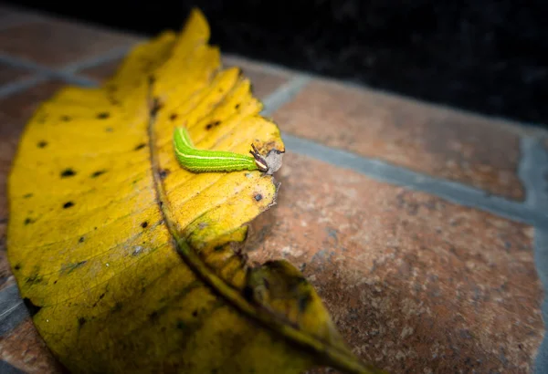 Close Shot Melanitis Leda Common Evening Brown Caterpillar Crawling Leaf — 스톡 사진