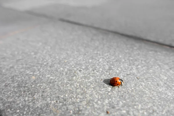 An Isolated close up shot of Ladybugs (Coccinellidae) . Coccinellidae is a widespread family of small beetles. India