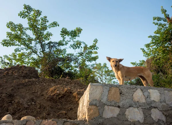 Dehradun Uttarakhand India Isolated Shot Stray Dog Standing Stone Wall — Foto de Stock