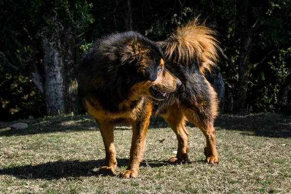 Uttarakhand India Big Fully Grown Black Brown Himalayan Shepherd Dog — Foto de Stock