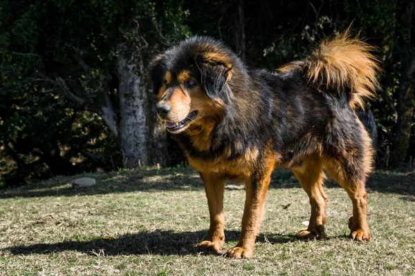 Uttarakhand India Big Fully Grown Black Brown Himalayan Shepherd Dog — Stock fotografie