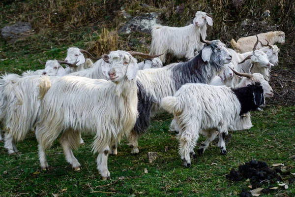 Herd White Furry Himalayan Goats Sheep Meadows Upper Himalayan Region — 图库照片