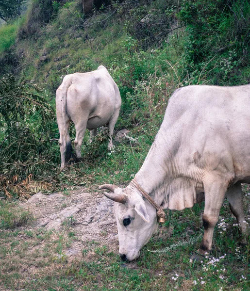 A shot of White Indian Cows grazing in the upper himalayan region. Uttarakhand India.