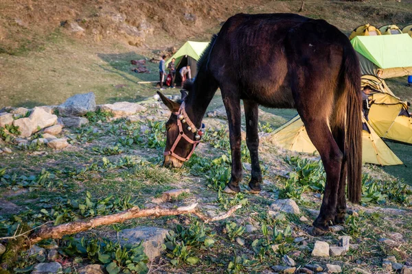 A tamed grazing work horse on the meadows of upper Himalayan region. Uttarakhand India