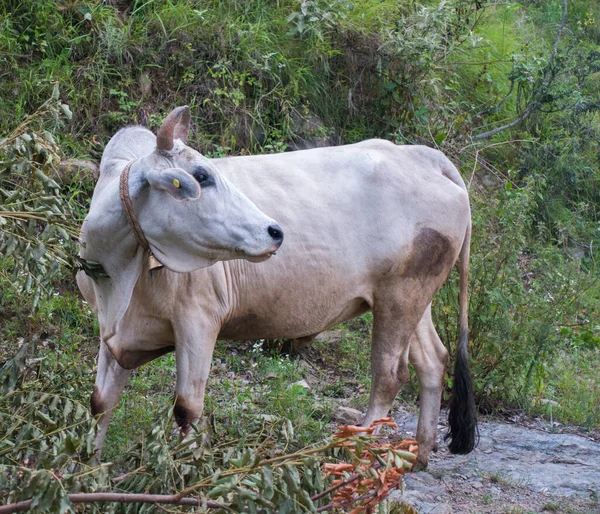 An Isolated shot of White Indian Cow in the upper himalayan region. Uttarakhand India.