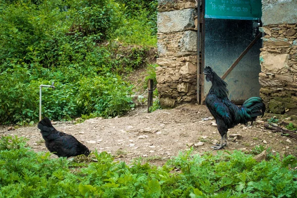 Kadaknath, also called Kali Masi, is an Indian breed of chicken. They originated from Dhar and Jhabua, Madhya Pradesh. There are three varieties: jet black, golden and pencilled. UTTARAKHAND INDIA.
