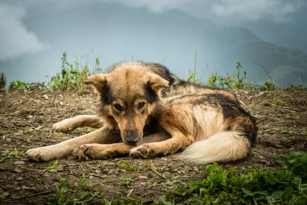 A wolf dog in the upper himalayan region. Uttarakhand India.