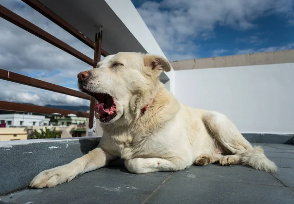 A close up shot of white himalayan shepherd dog yawning in an Indian house hold.