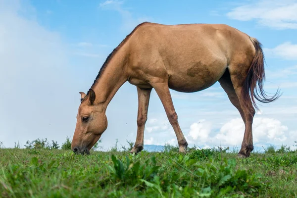 Grazing Horse Meadows Upper Himalayan Region Uttarakhand India — стоковое фото