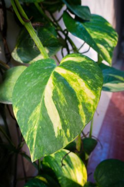 A closeup shot of Devil's ivy plant , Epipremnum aureum, growing in an Indian household as a decorative plant.